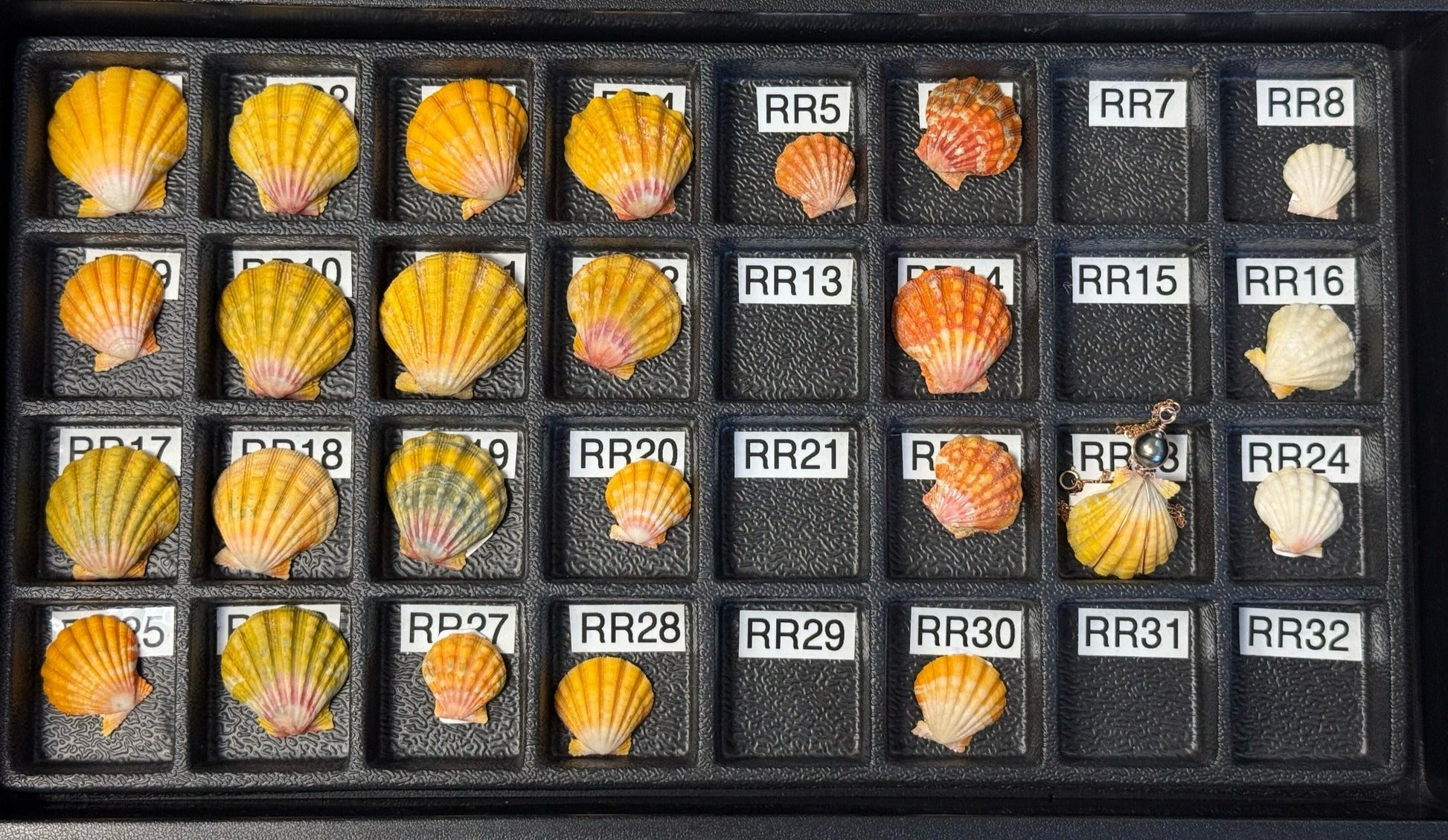 $60 Premium Sunrise Shell (1 pc/P3408)-The Bead Gallery Honolulu