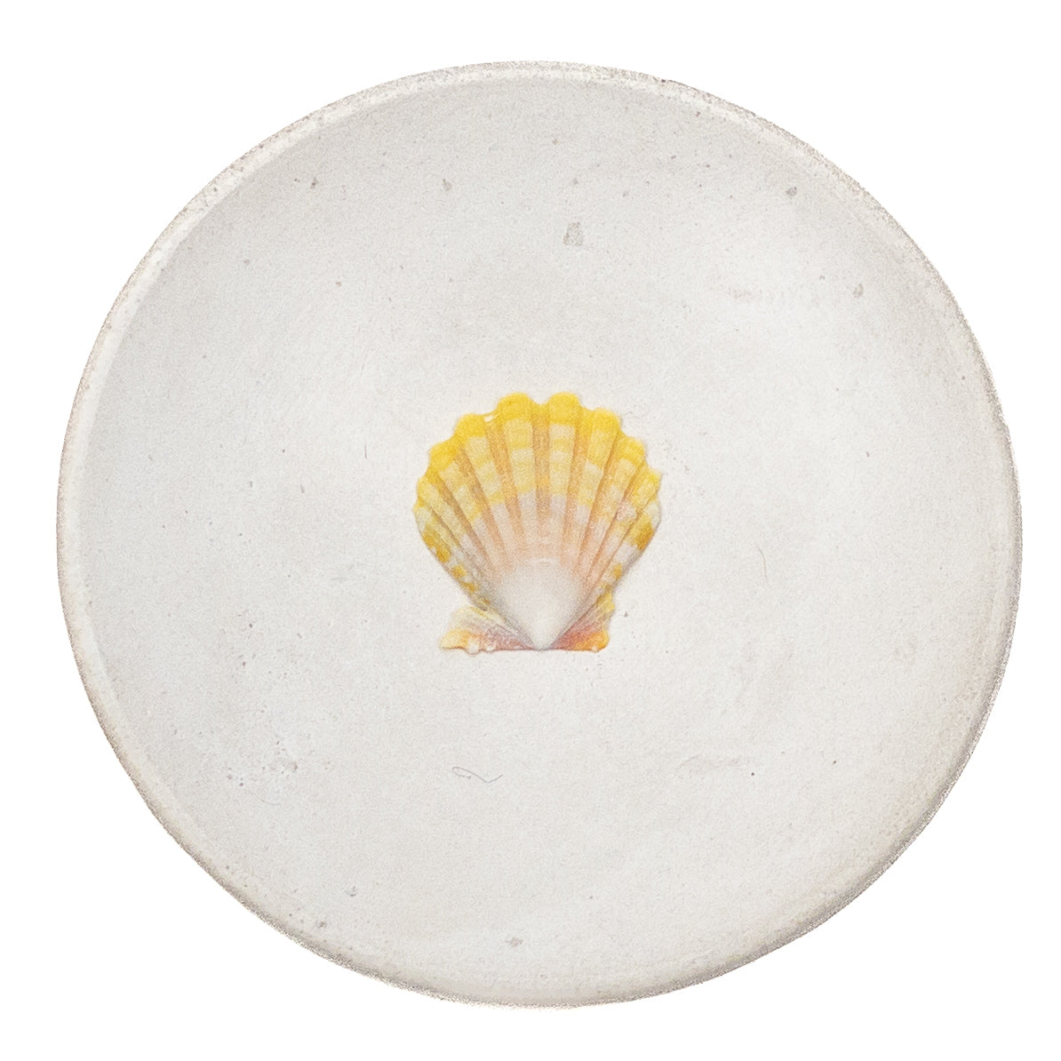 Basic Light Yellow Hawaiian Sunrise Shell - 1 pc.