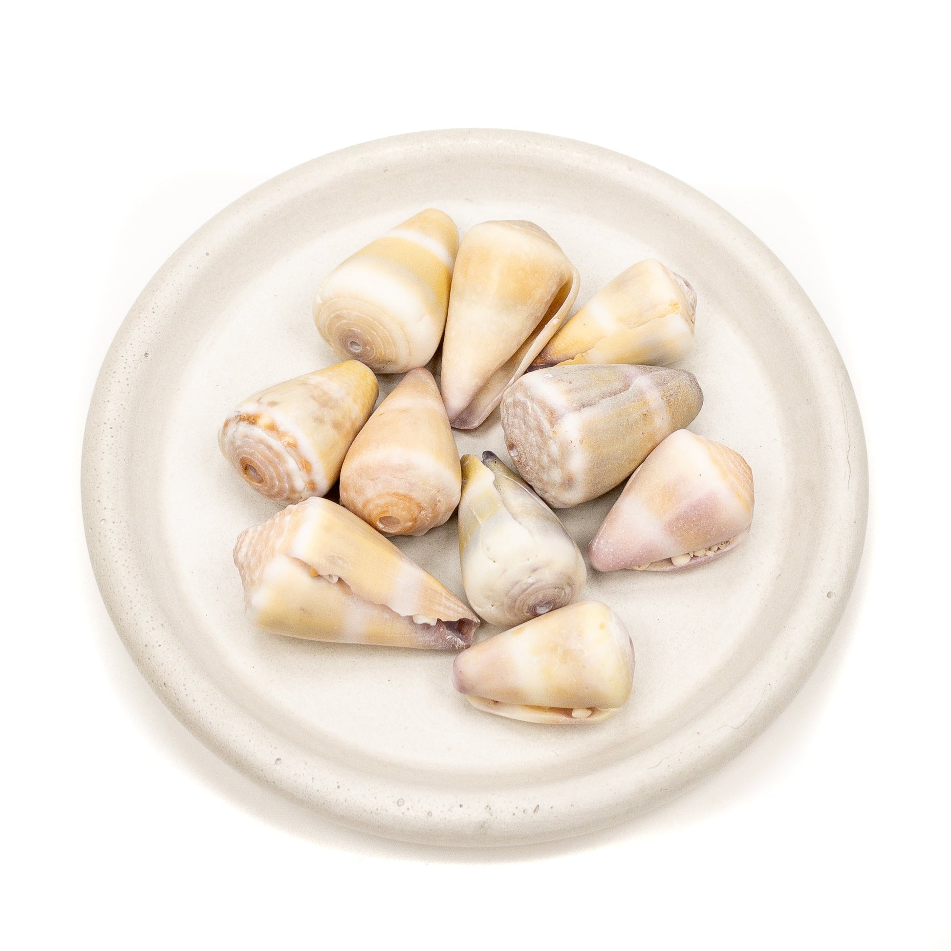 Large Drilled Hawaiian Cone Shell - 1 pc.