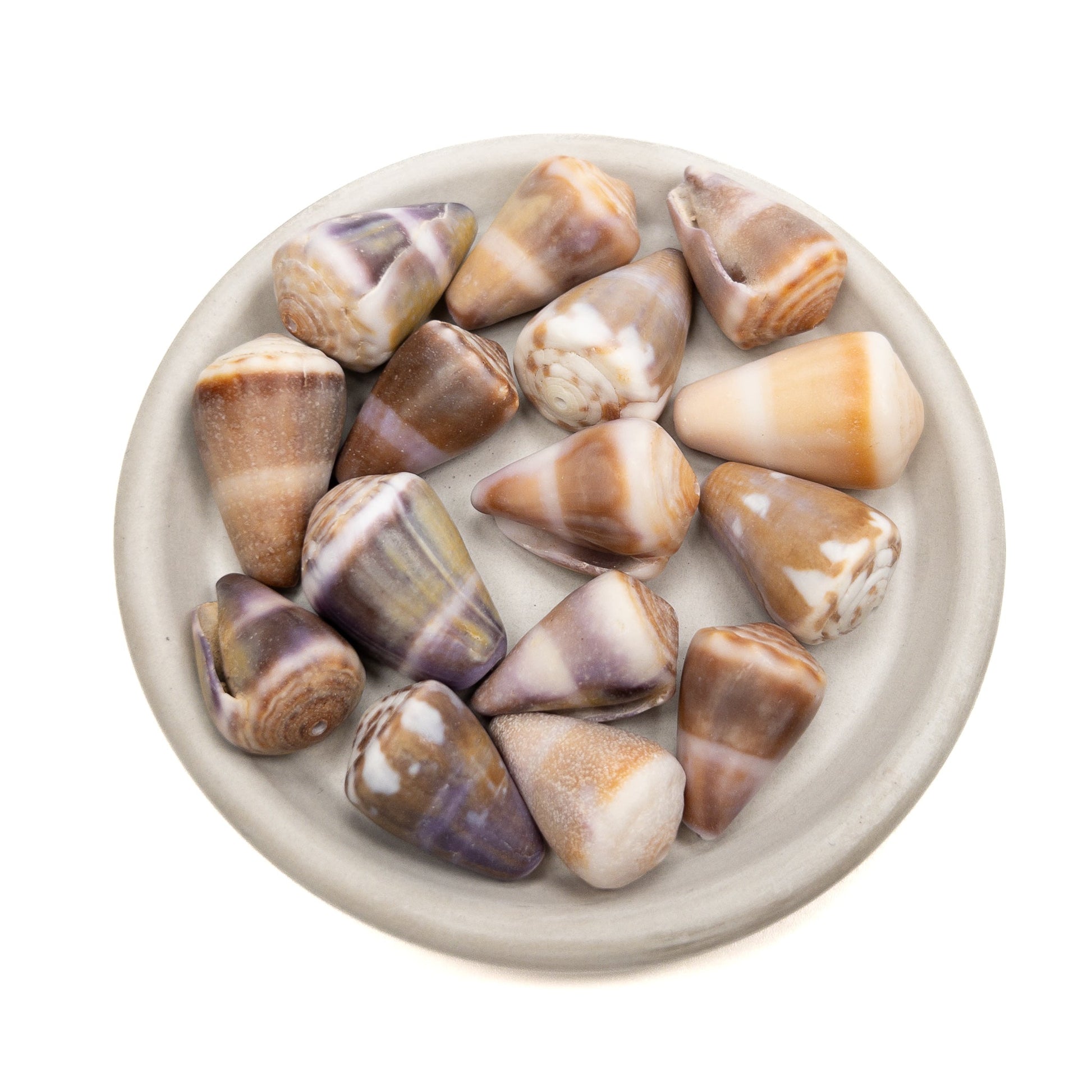 Large Drilled Hawaiian Cone Shell - 1 pc.