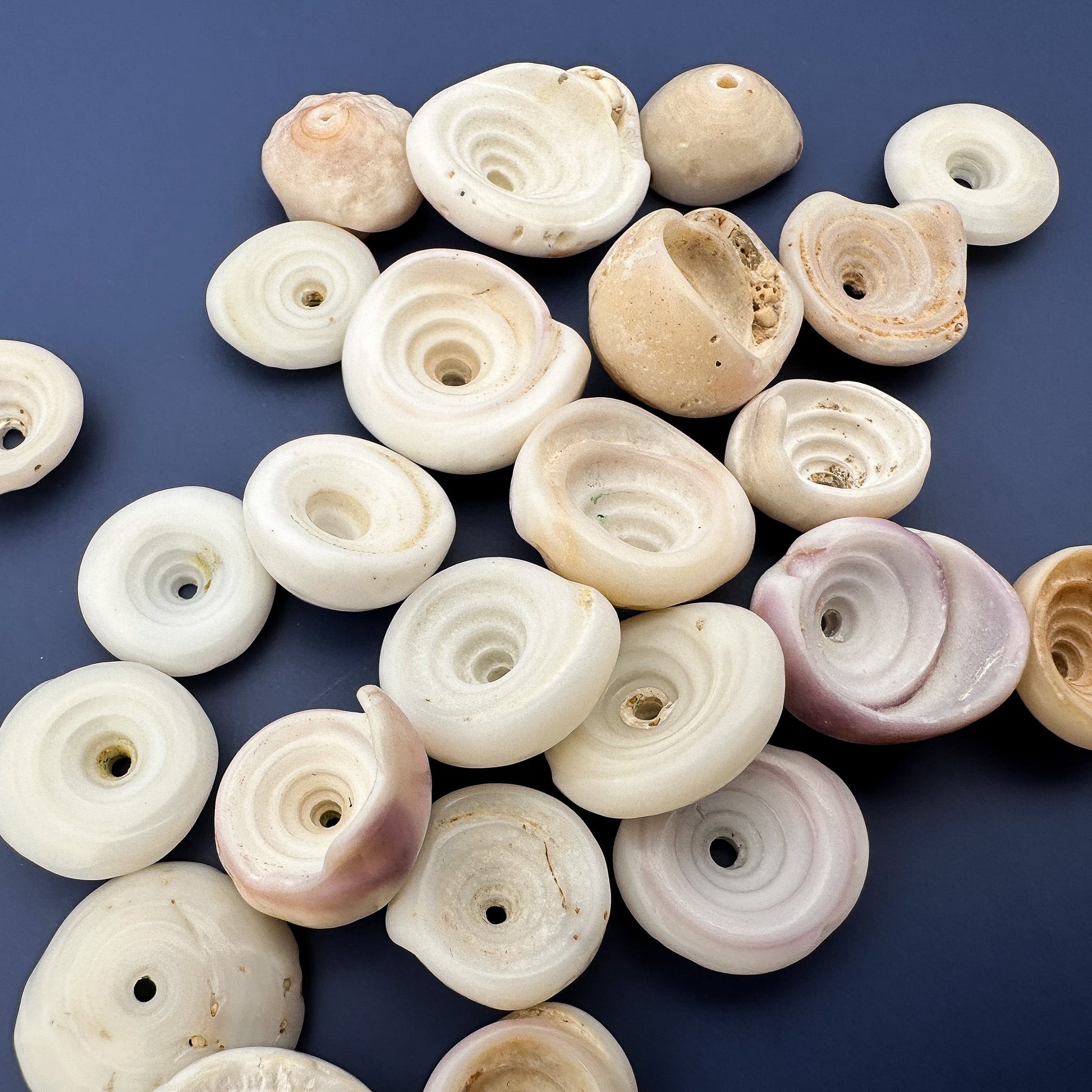 Large Puka Shell from Hawaii - 1 pc. (P365)-The Bead Gallery Honolulu