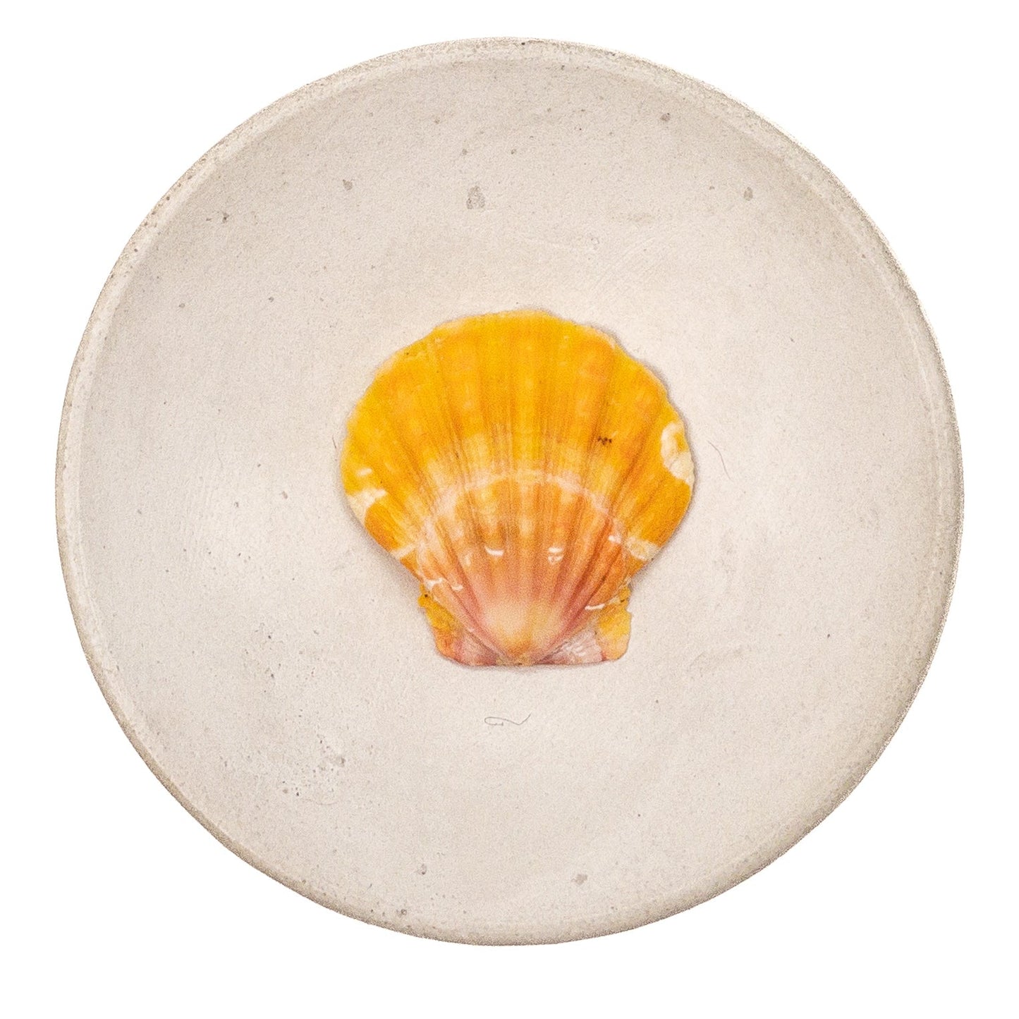 Super Premium Hawaiian Sunrise Shell - 1 pc.