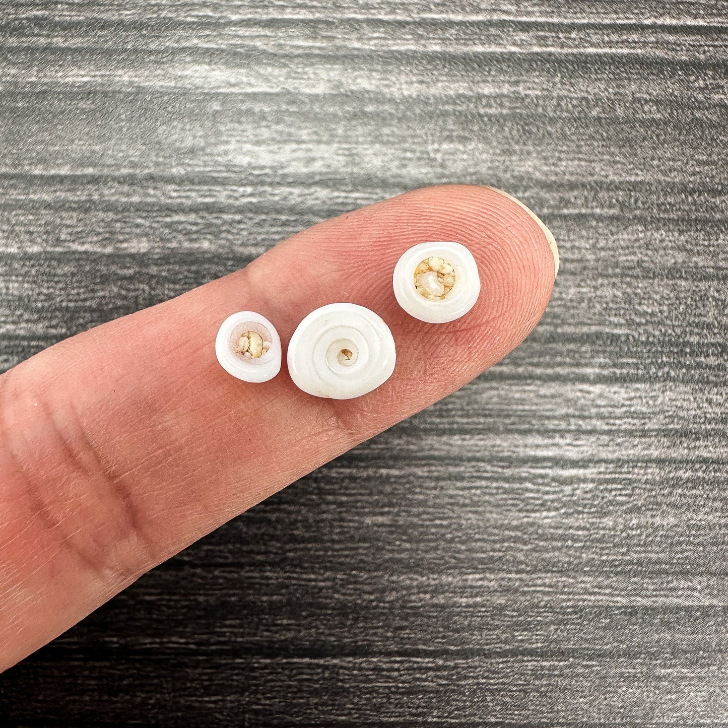 Undrilled Hawaiian Puka Shell - 10 pcs. (P3202)-The Bead Gallery Honolulu