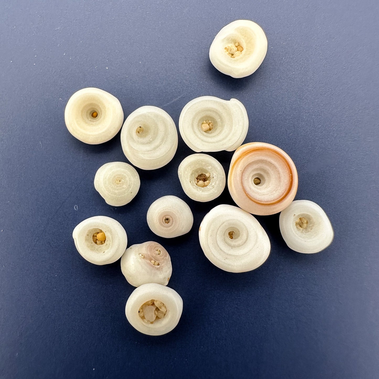 Undrilled Hawaiian Puka Shell - 10 pcs. (P3202)-The Bead Gallery Honolulu