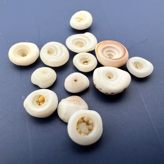 Undrilled Hawaiian Puka Shell - 10 pcs. (P3202)-The Bead Gallery Honolulu